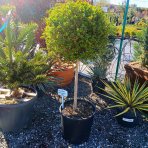 Vtáčí zob vždyzelený (Ligustrum Jonandrum) - výška 80-90 cm, kont. C18L (-18°C) - NA KMIENKU